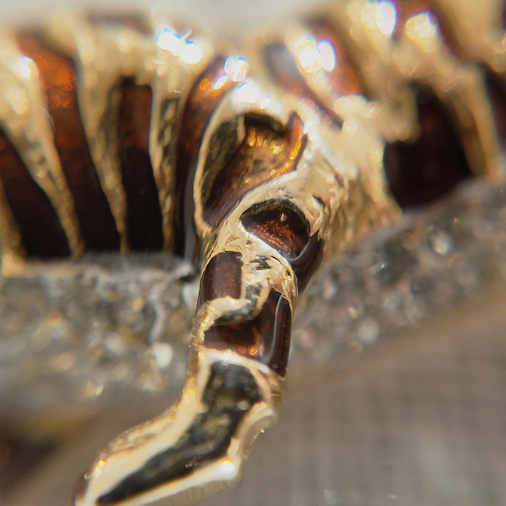 A macro shot detailing the subtle, fiery glitter within the brown enamel and the brilliant sparkle of the clear crystal rhinestones on the tiger's belly.